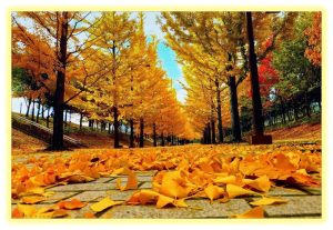 HÀN QUỐC SEOUL – NAMI ISLAND – EVERLAND
