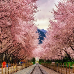 MÙA HOA ANH ĐÀO HÀN QUỐC (SEOUL – NAMI ISLAND – LOTTE WORLD)
