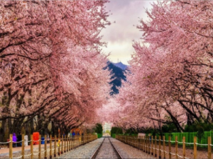 MÙA HOA ANH ĐÀO HÀN QUỐC (SEOUL – NAMI ISLAND – LOTTE WORLD)