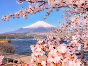 THƯỞNG NGOẠN HOA ANH ĐÀO CÙNG CUNG ĐƯỜNG VÀNG NHẬT BẢN (OSAKA – KYOTO – PHÚ SĨ – TOKYO – NARITA)